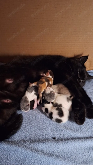 BKH BLH Deckkater in creme white mit Stammbaum BG b Bild 10