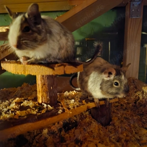 5 Degu Männchen abzugeben