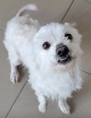 Pudelmix Marschmallow wünscht sich lebenslänglich 