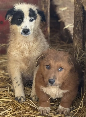 Penny Lane die liebe Hundewelpin wartet auf Liebe