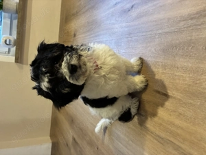 Malteser Papillion Welpin 12 Wochen 