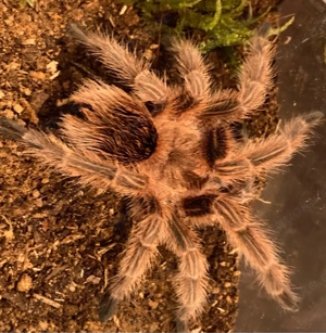 Chile Vogelspinne Grammostola rosea rcf 