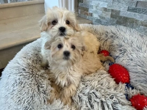 Bezaubernde Maltipoo-Welpen