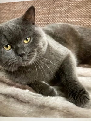 BLH Kater Blue reinrassig sehr lieb