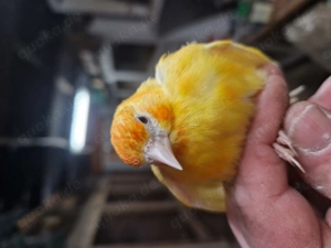 Stieglitz Major Schecke Weißkehle Gelb 