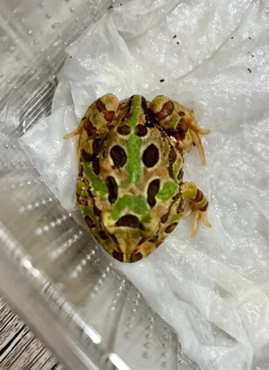 Schmuckhornfrosch (Pacman-frog)
