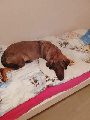 Hallo ich  mus dringend ein neues zu hause finden für meine hündin  