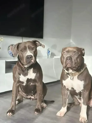 Süße American Bully Welpen abzugeben   nur noch 7 verfügbar!