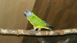 Paar Mohrenkopfpapageien Bild 2