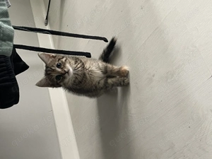 Katzenbaby Kitten Kätzchen Hauskatze