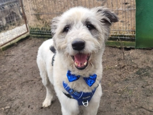 DANTE, lustig, topfit, anhänglich, freundlich Bild 4