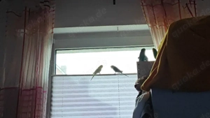 4 Wellensittiche abzugeben 