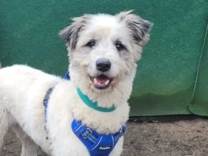 DANTE, lustig, topfit, anhänglich, freundlich Bild 3