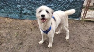 DANTE, lustig, topfit, anhänglich, freundlich Bild 2