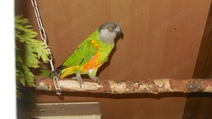 Paar Mohrenkopfpapageien Bild 3