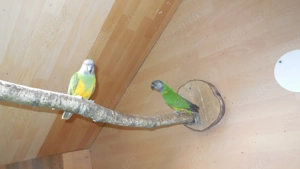 Paar Mohrenkopfpapageien Bild 4