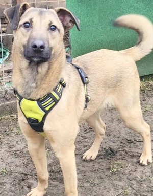 HEIKO, ein lustiges, total verspieltes, gelehriges Ke3rlchen