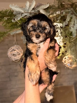 Maltipoo Welpen suchen ein neues Zuhause