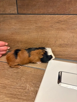 meerschweinchen Babys