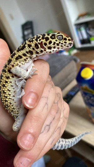 leopardgeckos Bild 2