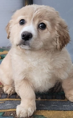 ELIA, ein verspieltes, freundliches und eher ruhiges Hundemädchen