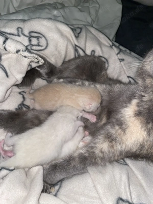 BKH kitten britsch kurzer