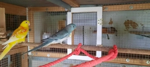 Singsittich männlich 