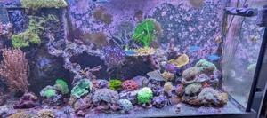 Korallen Muttertiere LPS SPS Euphyllia Acropora Montipora Meerwasser Salzwasser 