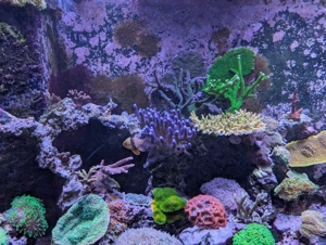 Meerwasser Beckenauflösung LPS SPS Fische Salzwasser  Bild 5