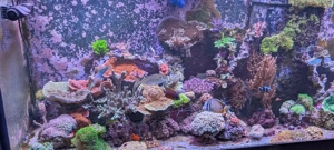 Meerwasser Beckenauflösung LPS SPS Fische Salzwasser  Bild 2