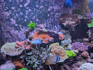 Meerwasser Beckenauflösung LPS SPS Fische Salzwasser  Bild 3