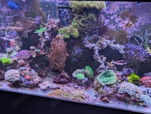 Meerwasser Beckenauflösung LPS SPS Fische Salzwasser  Bild 4