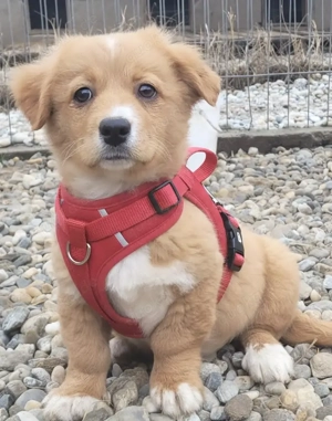 EYWA, ein verspieltes, freundliches und eher ruhiges Hundemädchen