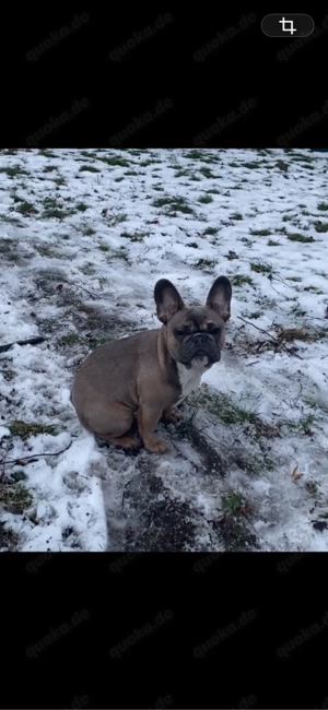 Französisches Bulldoggen Mädchen