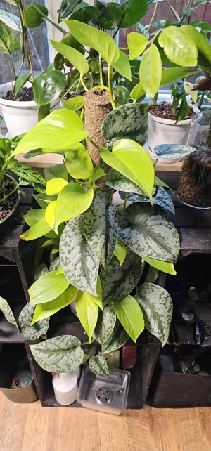 Zimmerpflanze an Ranke