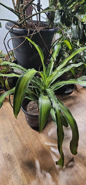 Zimmerpflanze Drachenbaum