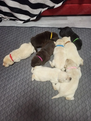 Labrador welpen suchen ein gemütlichen neues zuhause