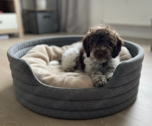 Lagotto Romagnolo Welpen 