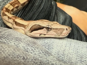 Boa Constrictor Imperator 