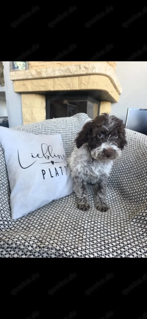 Lagotto Romagnolo Welpe
