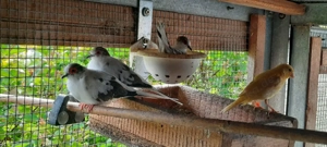 Diamanttauben Paar und einzelne 