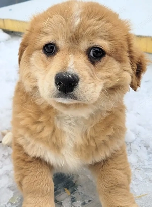 ENNI, ein verspieltes, freundliches und eher ruhiges Hundemädchen