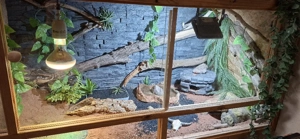 Leopardgecko Terrarium mit einem Weibchen