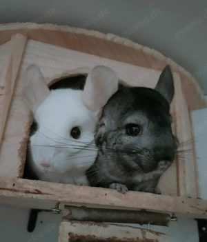 zwei männliche Chinchillas suchen liebevolles Zuhause