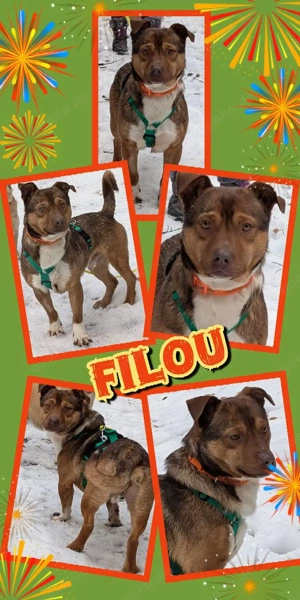 lustiger, verspielter, fröhlicher, menschenbezogener Traumrüde "Filou" sucht ein schönes Zuhause 