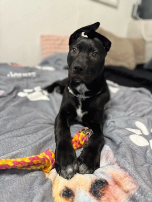 Dringend ein zuhause gesucht 