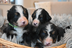 Berner-Sennen Welpen