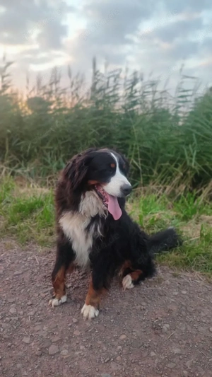 Berner-Sennen Welpen- nur noch 4 Rüden! Bild 9