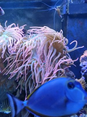 Blasenanemone 'Sunburst' Bild 4