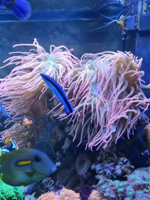 Blasenanemone 'Sunburst' Bild 5